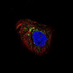 LAPTM4B Antibody (CL5289), Novus Biologicals:Antibodies:Primary Antibodies